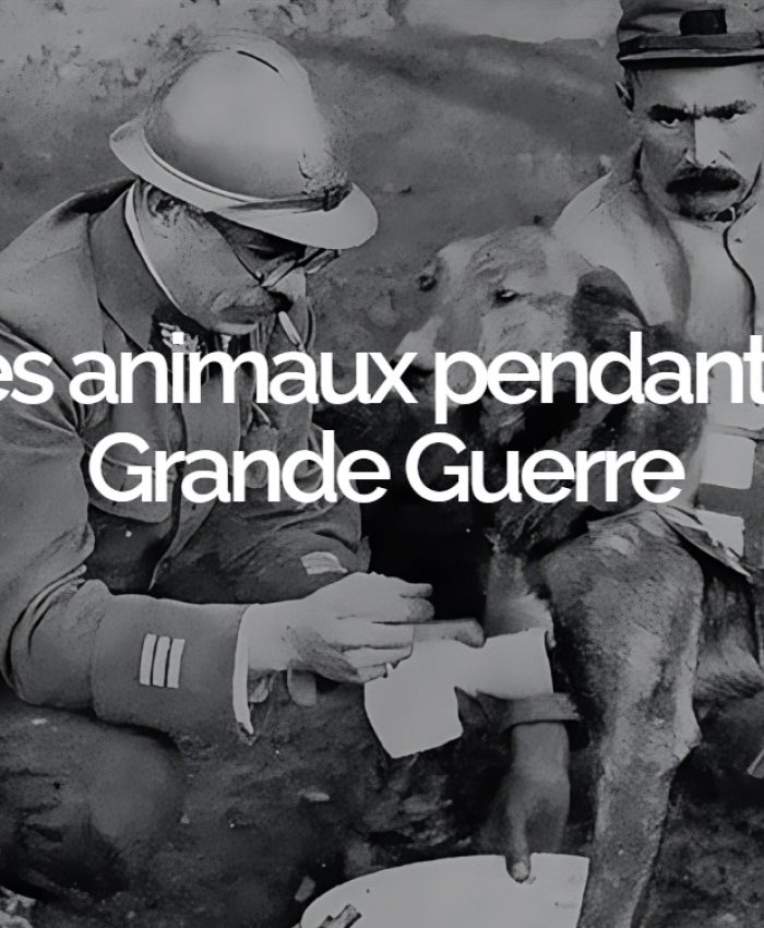 Les animaux pendant la Grande Guerre